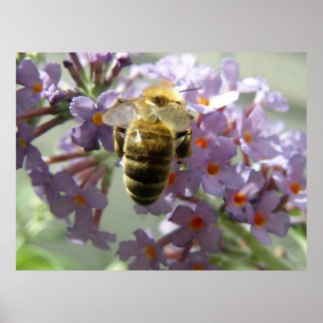 Honigbiene und Buddleia-Blume Print Poster (Vorne)
