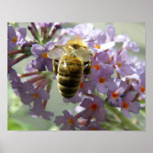 Honigbiene und Buddleia-Blume Print Poster