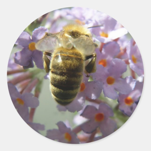 Honigbiene und Buddleia Blume Stickers (Vorderseite)