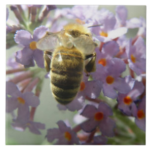 Honigbiene und Buddleia Blume Tile Fliese
