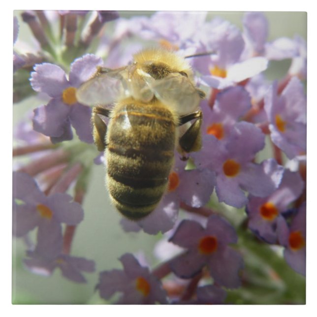 Honigbiene und Buddleia Blume Tile Fliese (Vorderseite)