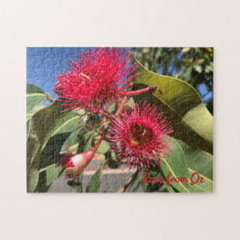 Honigbiene und Eukalyptus-Blume