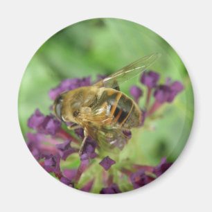 Honigbiene und Purple Flowers Magnet