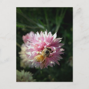 Honigbiene und rosa Blume Postkarte