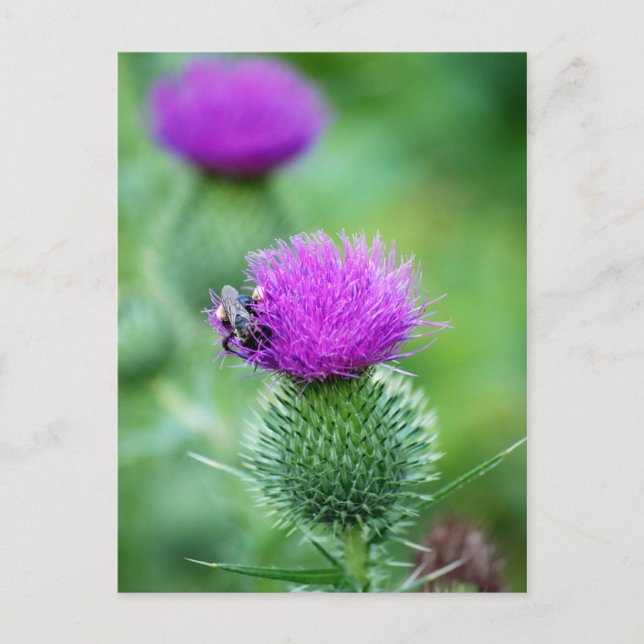 Honigbiene und Thistle Postkarte (Vorderseite)