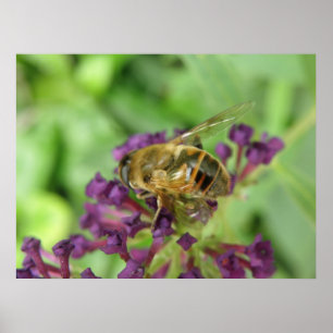 Honigbiene und violette Blumen drucken Poster