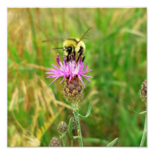 Honigbiene zieht Unkraut? Fotodruck