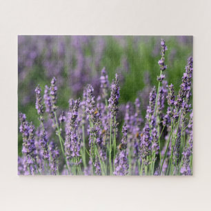 Honigbienen auf Lavendel-Blume