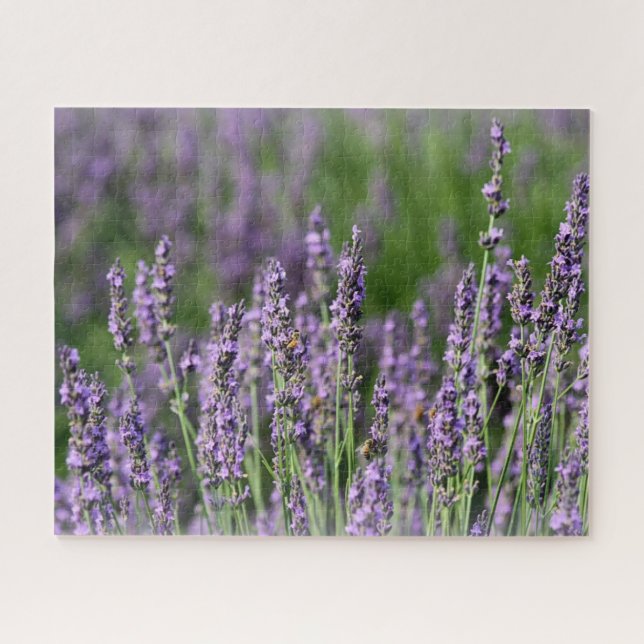 Honigbienen auf Lavendel-Blume (Horizontal)