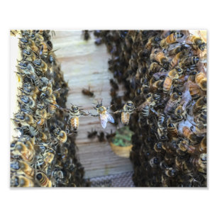 Honigbienen, die Hände halten Fotodruck