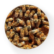Honigbienen Glas Paperweight-Geschenk für eine Kön