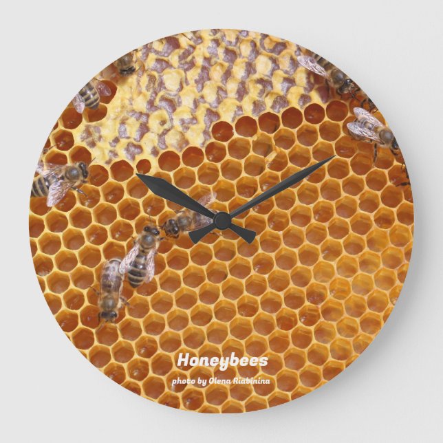 Honigbienen in der Bienenvölkeruhr Große Wanduhr (Vorderseite)