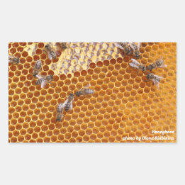 Honigbienen in einem Bienenstock Rechteckiger Aufkleber