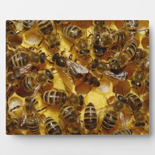 Honigbienen in Hive mit Königin in der Mitte Fotoplatte (Vorderseite)