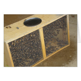 Honigbienen-Paket