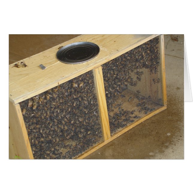 Honigbienen-Paket (Vorderseite (Horizontal))