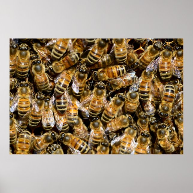 Honigbienen Poster (Vorne)
