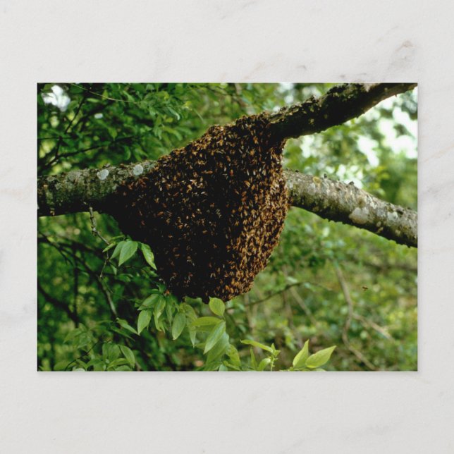 Honigbienen Postkarte (Vorderseite)