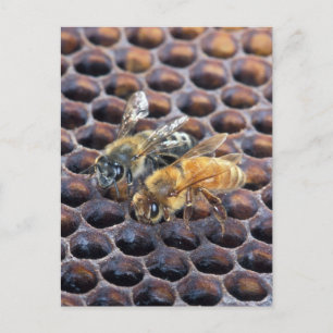Honigbienen Postkarte