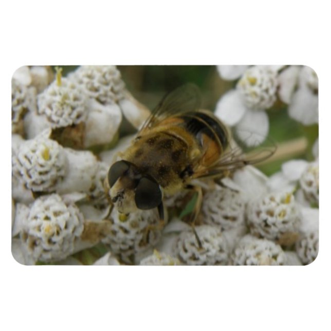 Honigbienen und Blume Premium Magnet (Horizontal)
