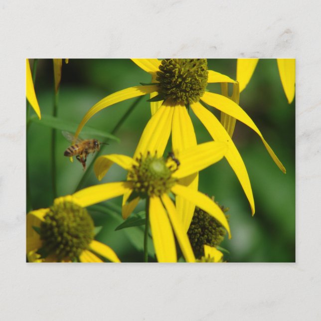 Honigbienenflug Postkarte (Vorderseite)