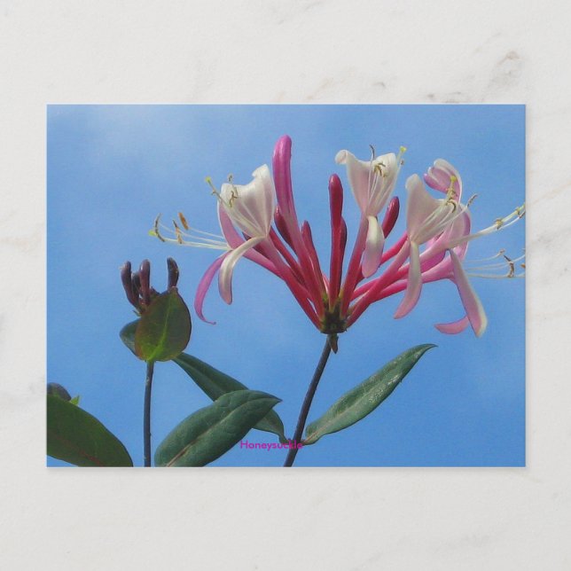 Honigsuckle-1, Honeysuckle Postkarte (Vorderseite)