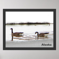 Honkers - Kanada - Gänse