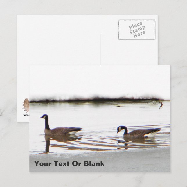 Honkers - Kanada - Gänse Postkarte (Vorne/Hinten)