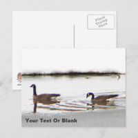 Honkers - Kanada - Gänse