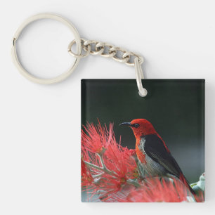 Honneur de Scarlet Oiseau exotique
