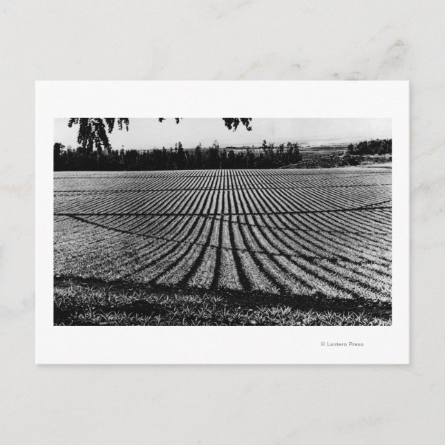 Honolulu, Hawaii - Ansicht der Ananas-Felder Postkarte (Vorderseite)
