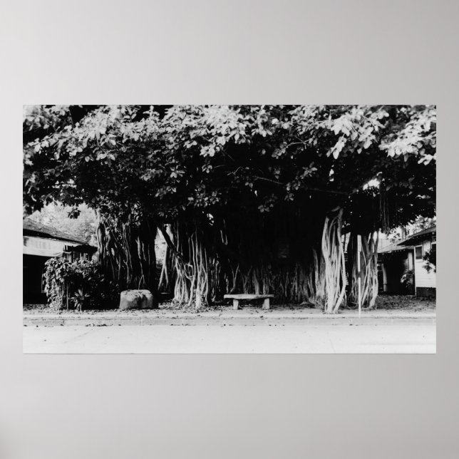 Honolulu, Hawaii - Der Wurstbaum Poster (Vorne)