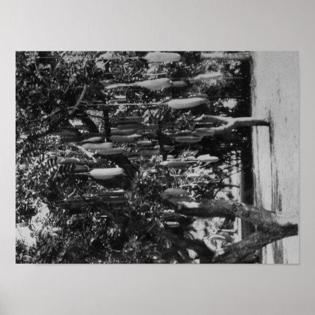 Honolulu, HI - Universität Hawaii Poster (Vorne)