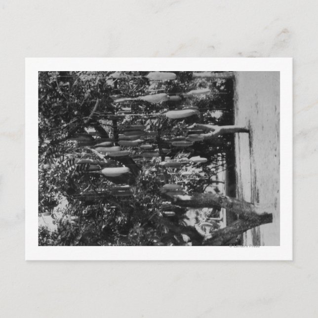 Honolulu, HI - Universität Hawaii Postkarte (Vorderseite)