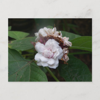 Honolulu Rose Postkarte