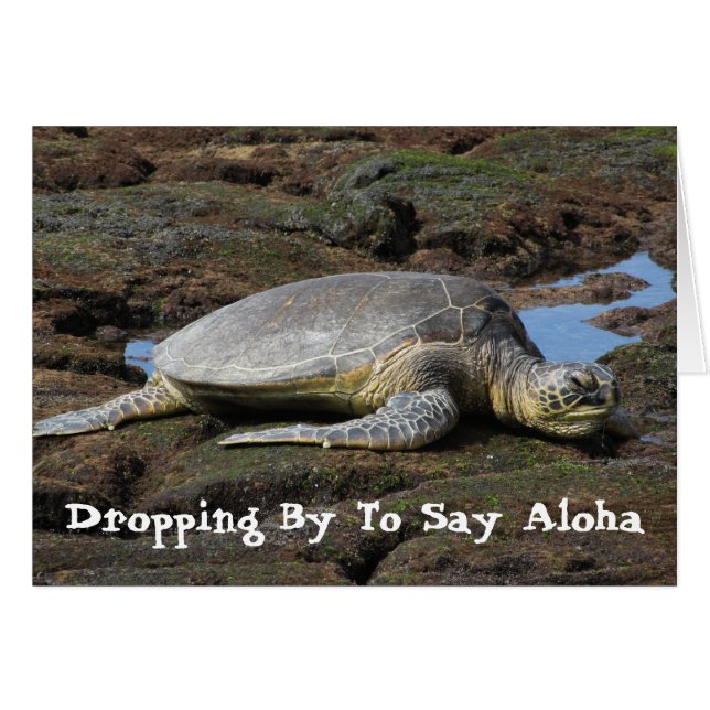 Honu, das auf den warmen Felsen stillsteht (Vorderseite (Horizontal))