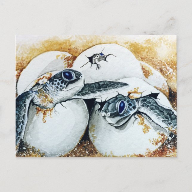 Honu Hatchling Eggs (Green Sea Turtle) Postkarte (Vorderseite)