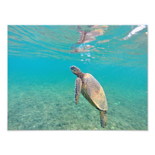 Honu Hawaiin Green Sea Turtle Underwater Print Fotodruck (Vorne)