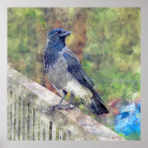 Hooded Crow of Ross Castle Irland