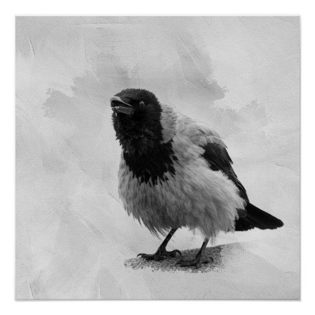 Hooded Crow Poster (Vorderseite)