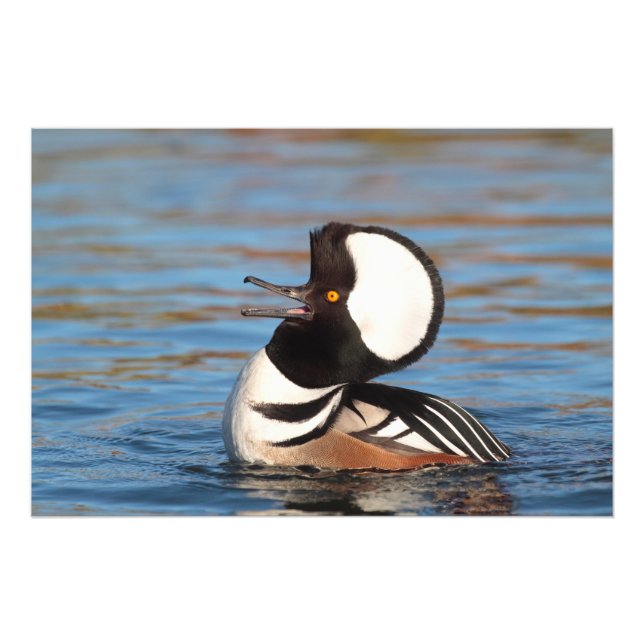 Hooded Merganser Calling Fotodruck (Vorne)