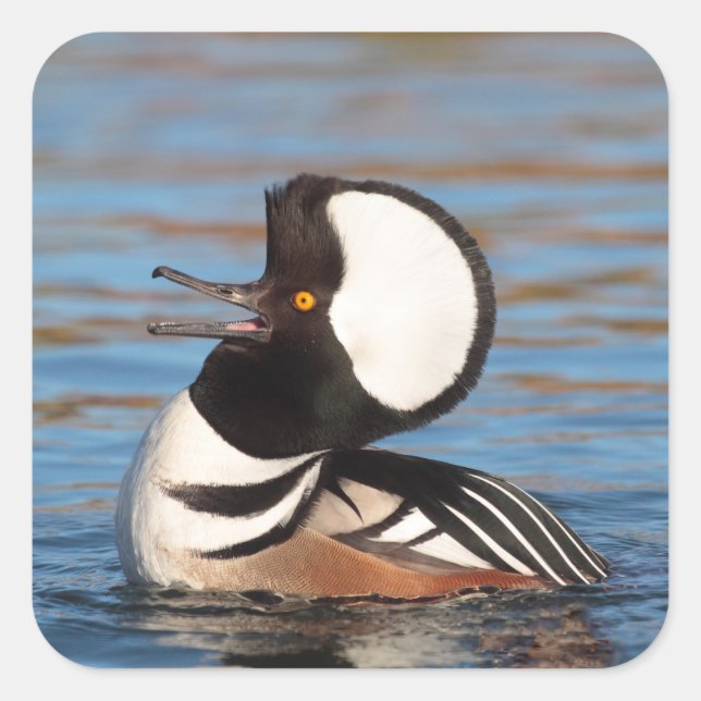 Hooded Merganser Calling Quadratischer Aufkleber (Vorderseite)
