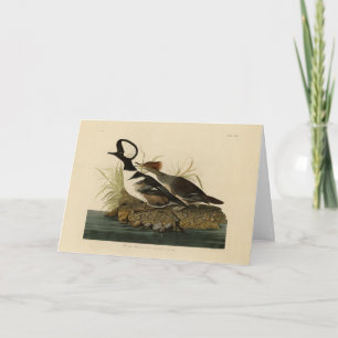Hooded Merganser - von Audubons Vögeln Amerikas Karte