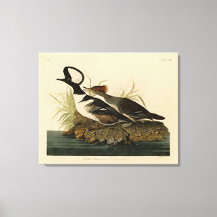 Hooded Merganser - von Audubons Vögeln Amerikas Leinwanddruck