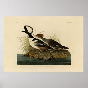 Hooded Merganser - von Audubons Vögeln Amerikas Poster