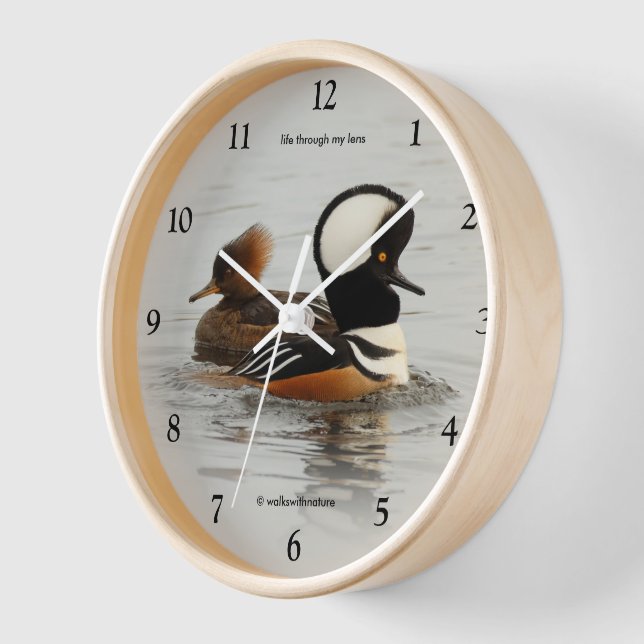 Hooded Mergansers: Ein fein gezapftes Paar Uhr (Winkel)