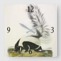 Hooded Skunk oder Großschwanzkunk aus Audubon