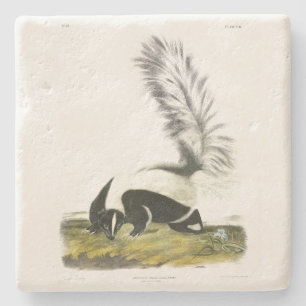 Hooded Skunk oder Großschwanzkunk aus Audubon Steinuntersetzer