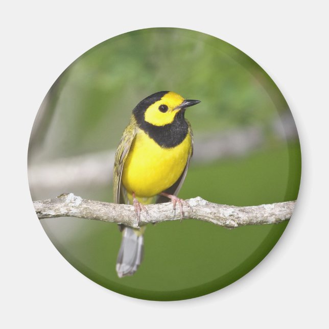Hooded Warbler Magnet (Vorne)