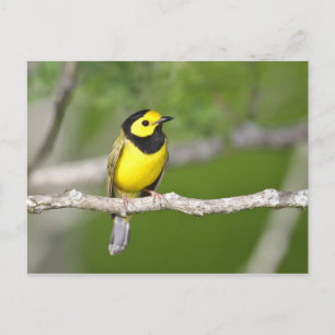 Hooded Warbler Postkarte